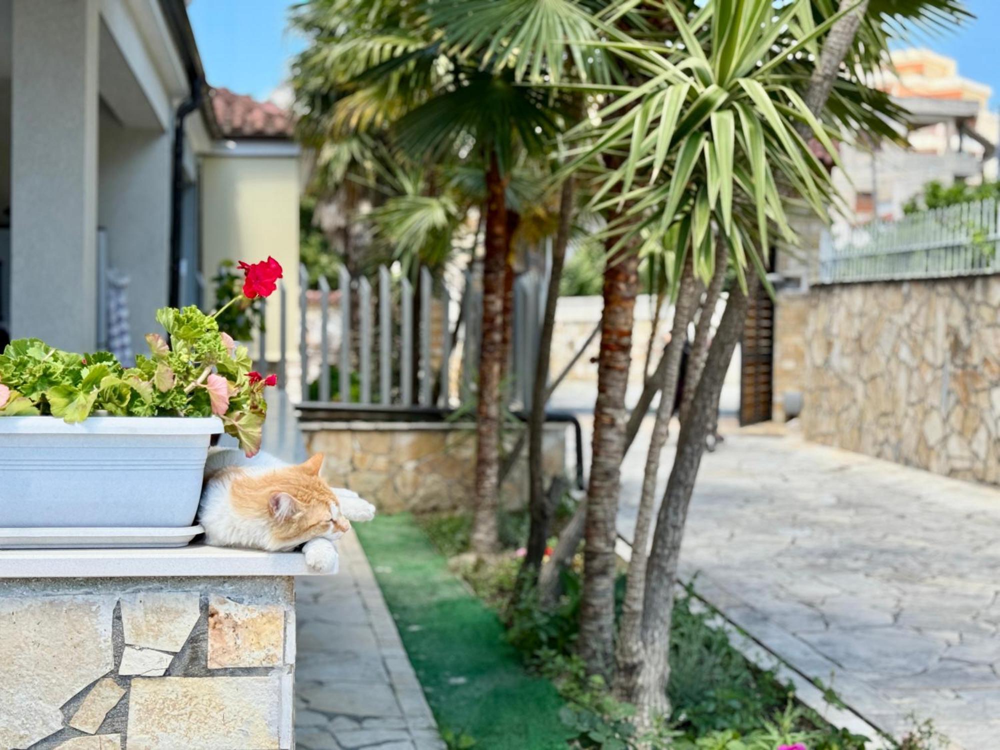 Villa Ida Apartments Vlorë Extérieur photo